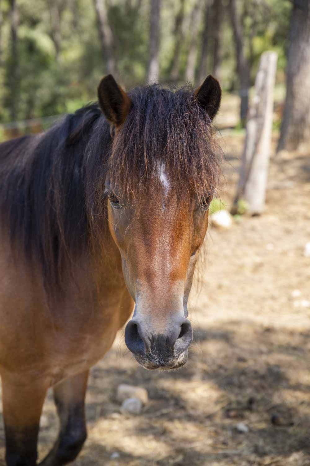 domaine-du-reganel-centre-equestre-domaine-equitation-ethologie-les-matelles-herault-01 domaine-du-reganel-centre-equestre-domaine-equitation-ethologie-les-matelles-herault-01
